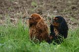 CAVALIER KING CHARLES 788